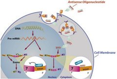 Antisense Oligonucleotide Protein Therapy to Inhibit Increased Ki67 Expression in Oral Squamous Cell Carcinoma Patients